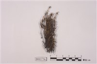 藏品(南亞曲柄苔)的圖片